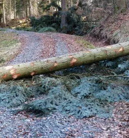 Secnja in spravilo lesa gorenjska