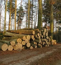 Secnja in spravilo lesa gorenjska