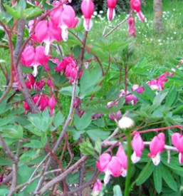 Svetovanje nacrtovanje in urejanje ekoloskih vrtov slovenija