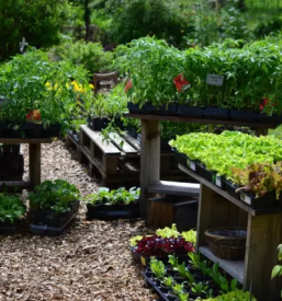 Svetovanje nacrtovanje in urejanje ekoloskih vrtov slovenija