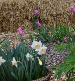 Svetovanje nacrtovanje in urejanje ekoloskih vrtov slovenija