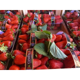 SADJE IN ZELENJAVA, NEDŽAT IDRIZI, S.P.