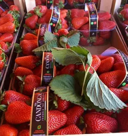 Sveza zelenjava kranjska gora