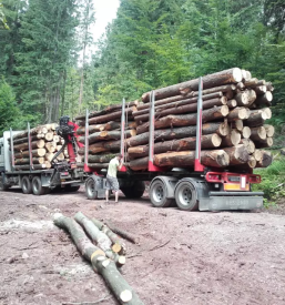 Transport lesa po Evropi