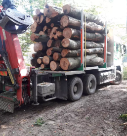 Prevoz lesa po EU