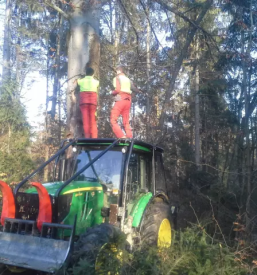 Ugodna secnja in spravilo lesa slovenija