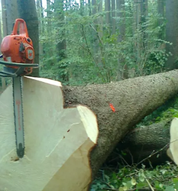 Ugodna secnja in spravilo lesa slovenija