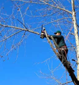Zahtevni poseki dreves Kranj