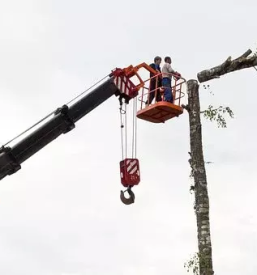 Zahtevni poseki dreves Kranj