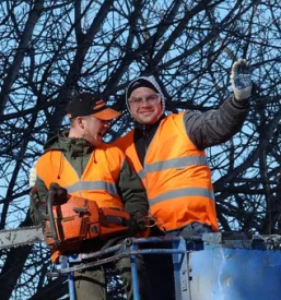 Zahtevni poseki dreves Kranj