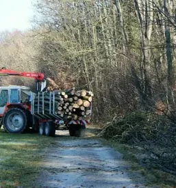 Ugodna secnja lesa gorenjska