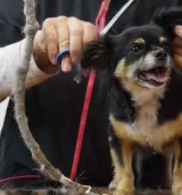 Nega in strizenje psov grosuplje
