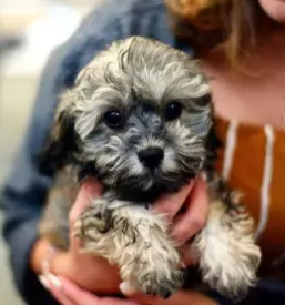 Pasji salon kul p`s grosuplje