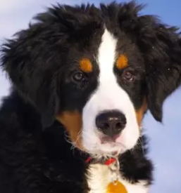 Pasji salon kul p`s grosuplje