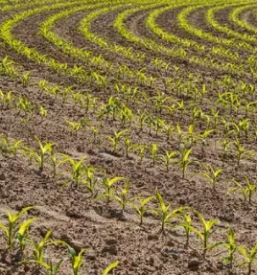 Poljska dela s traktorjem stajerska