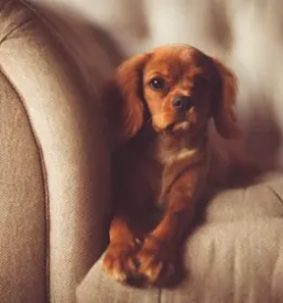 Salon za hisne ljubljencke grosuplje