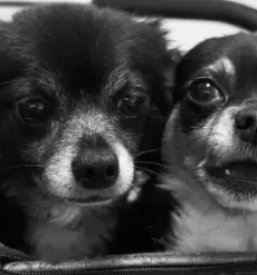 Salon za hisne ljubljencke grosuplje