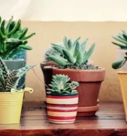 Ugoden vrtni program ljubljana