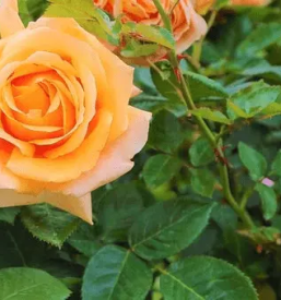 Ugodno urejanje okolice Maribor na Štajerskem