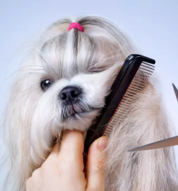 Dober pasji salon ljubljana