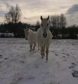 Dresura in treningi konj slovenija
