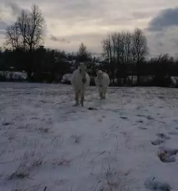 Dresura in treningi konj slovenija