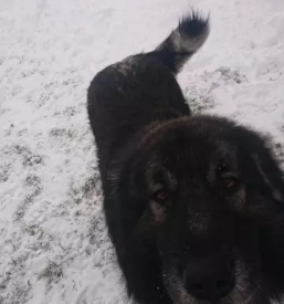 Dresura in treningi konj slovenija