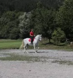 Rehabilitacija in terapija konj slovenija