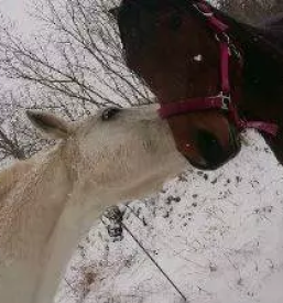 Rehabilitacija in terapija konj slovenija