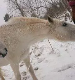 Rehabilitacija in terapija konj slovenija