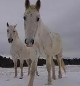 Rehabilitacija in terapija konj slovenija