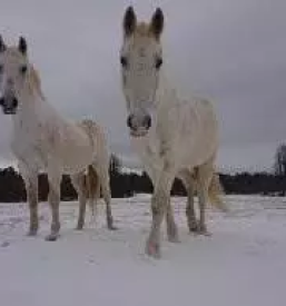 Rehabilitacija in terapija konj slovenija