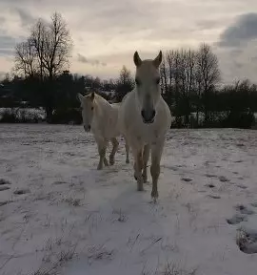 Rehabilitacija in trening konj slovenija