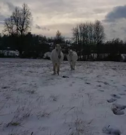Rehabilitacija in trening konj slovenija