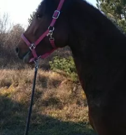 Rehabilitacija in trening konj slovenija