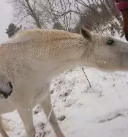 Rehabilitacija in trening konj slovenija