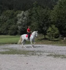 Rehabilitacija in trening konj slovenija