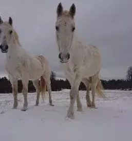 Rehabilitacija in trening konj slovenija
