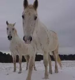 Rehabilitacija in trening konj slovenija
