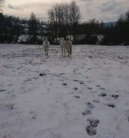 Rehabilitacija in trening konj slovenija