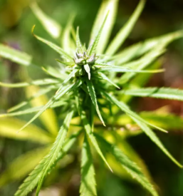 Kvalitetni izdelki iz konoplje slovenija