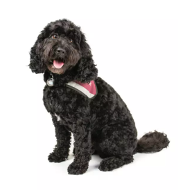 Vzoja cavapoo in cockapoo pasme slovenija