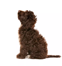 Vzoja cavapoo in cockapoo pasme slovenija