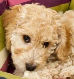 Vzoja cavapoo in cockapoo pasme slovenija