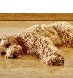 Vzoja cavapoo in cockapoo pasme slovenija