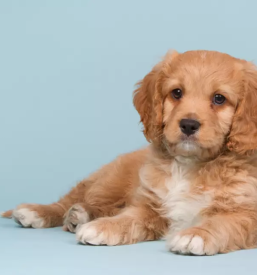 Vzoja cavapoo in cockapoo pasme slovenija