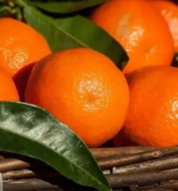 Domace sadje in zelenjava ljubljana okolica osrednja slovenija