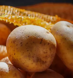 Ugoden Semenski krompir