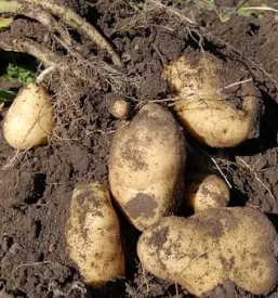 Kakovosten Semenski krompir