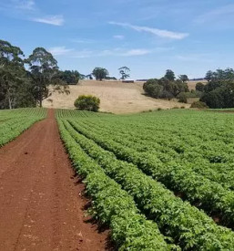 Kvaliteten Semenski krompir